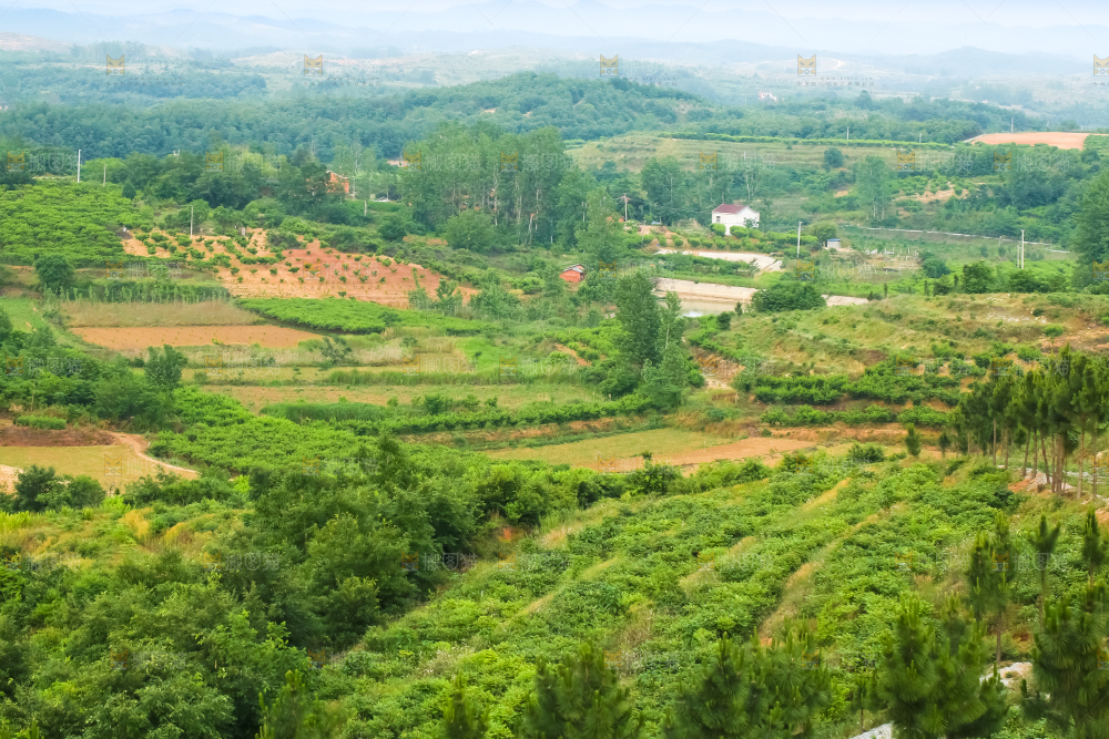 山上的桃林