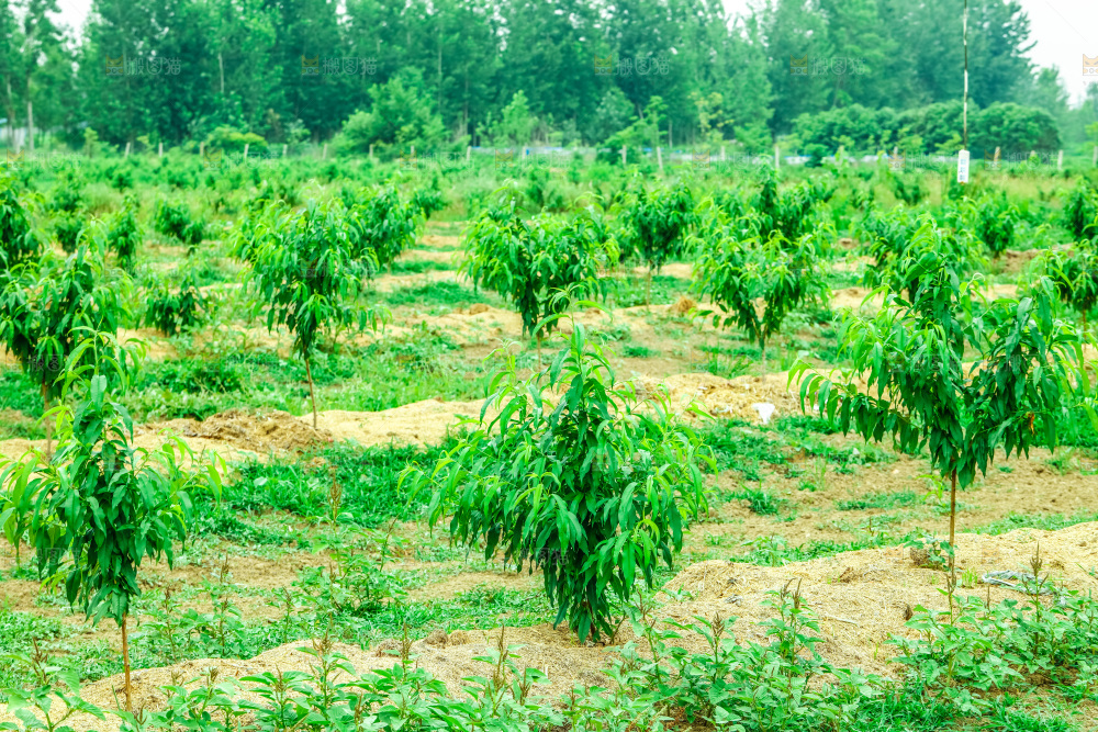 农田里种植的桃子树