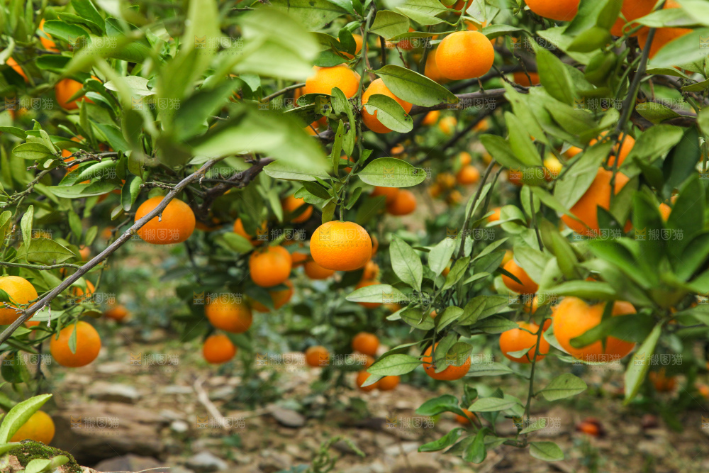 橘子种植基地
