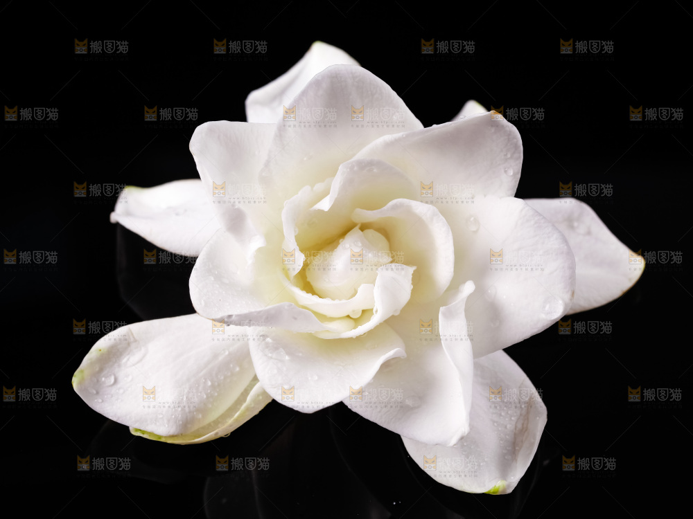 黑底上摆放着栀子花