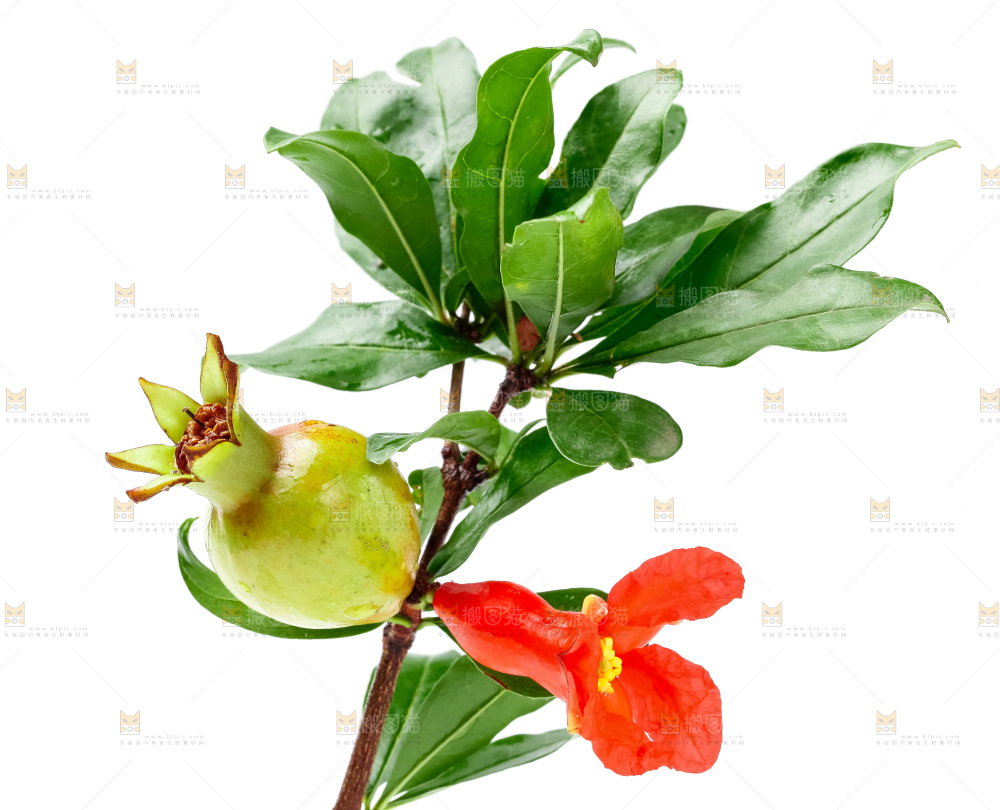白底上摆放着石榴花