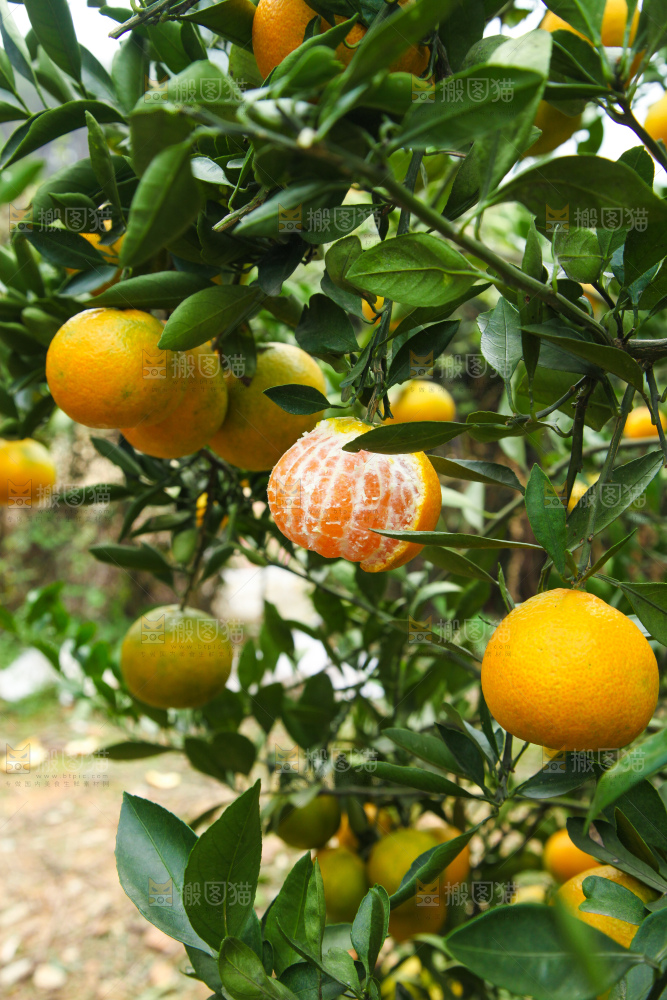 橘子种植基地