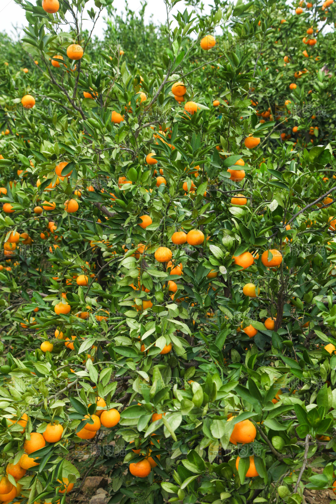 橘子种植基地