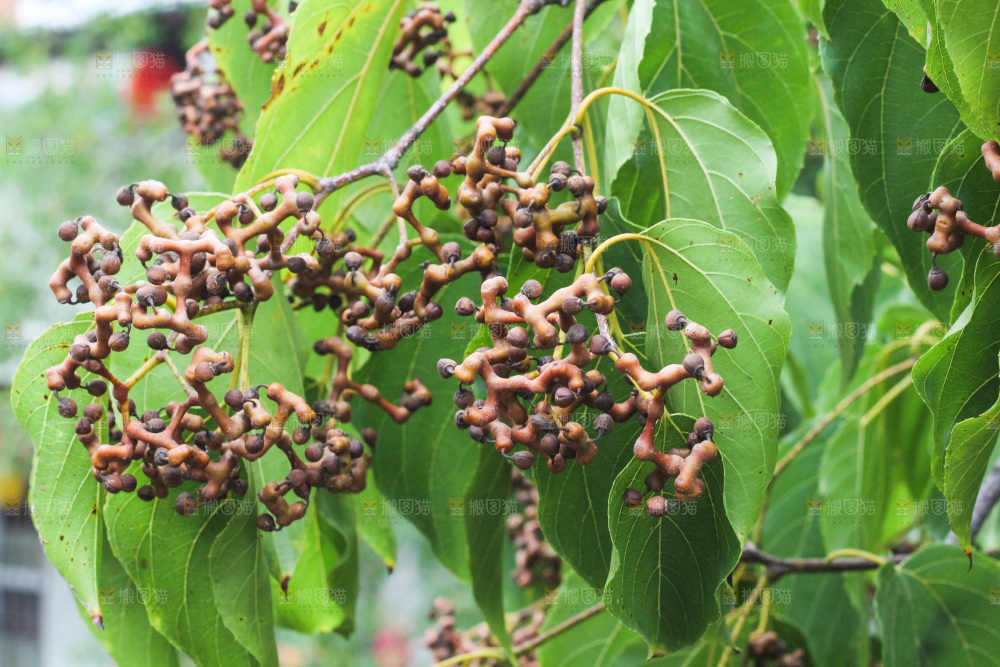 树上长着拐枣