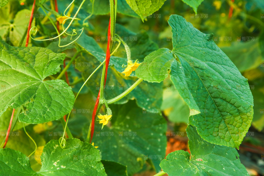 菜园里的黄瓜