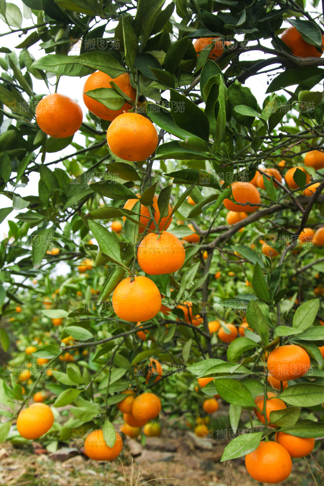 橘子种植基地