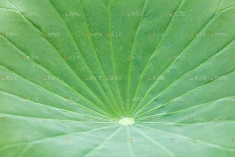 一片荷花叶子