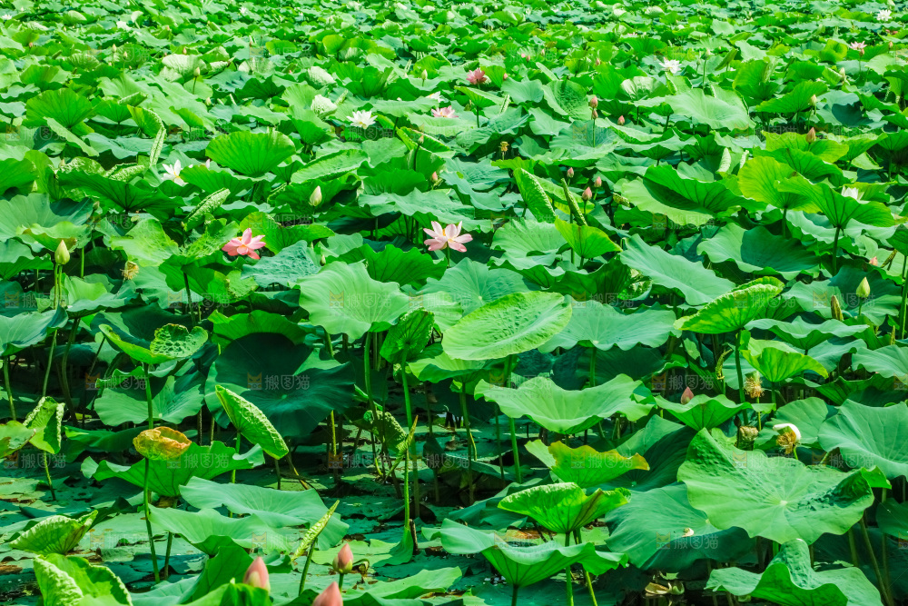 池塘里的荷叶