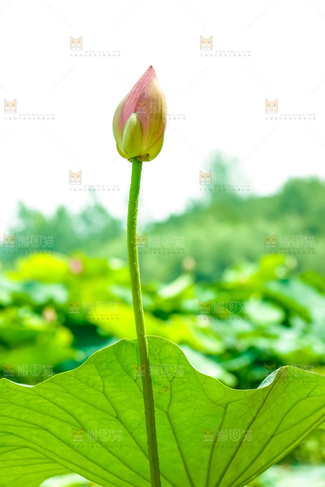 池塘里的荷花花苞