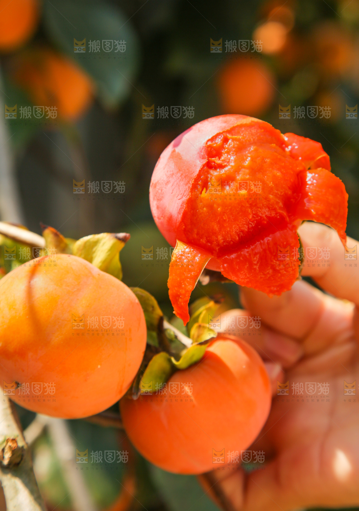 树上的柿子