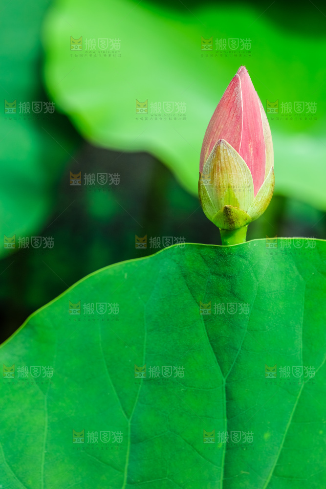 池塘里的荷花花苞