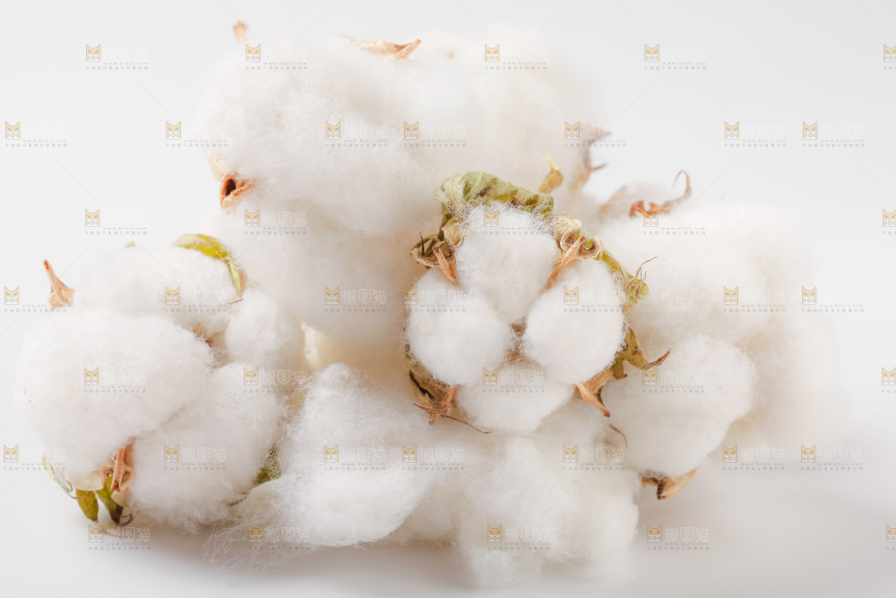 白底上的棉花