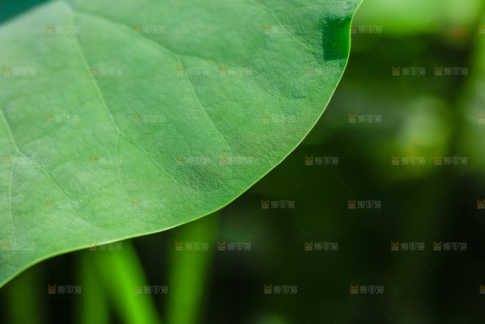 一片荷花叶子