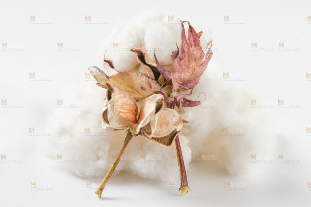 白底上的棉花