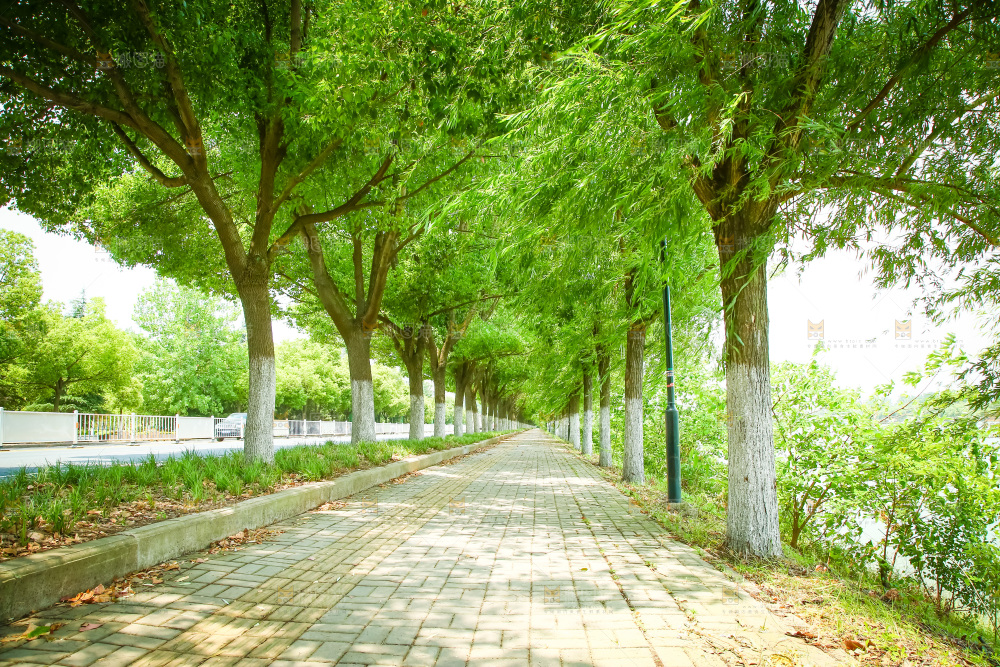 一条绿荫小路