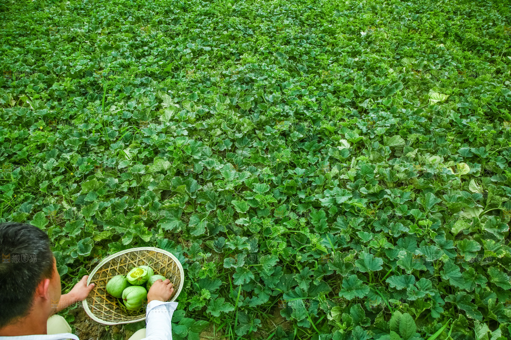 农田里种植的香瓜