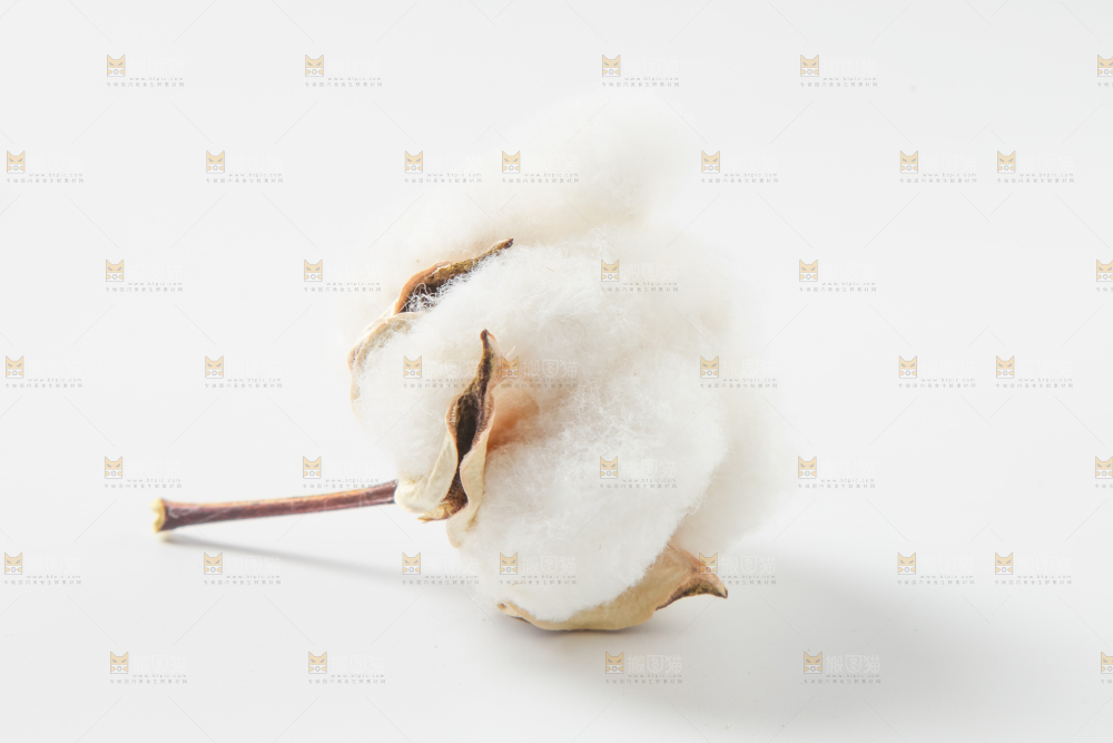 白底上的棉花