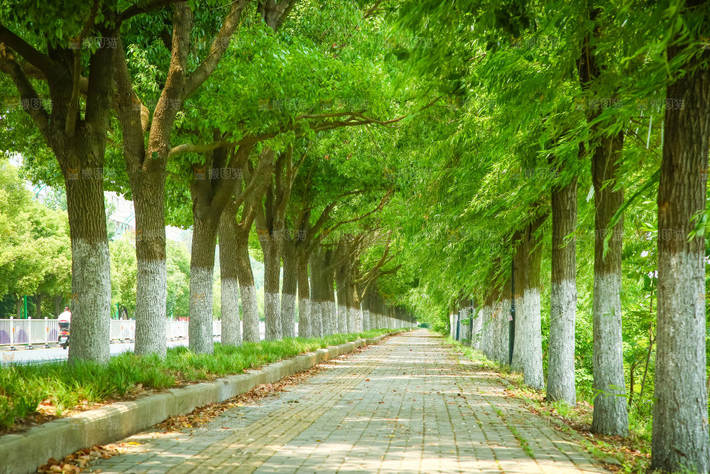 一条绿荫小路