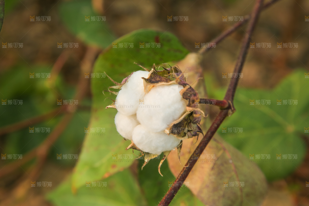 枝头上的棉花