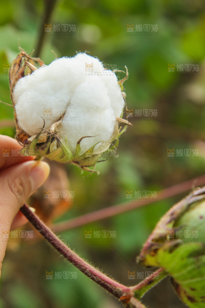 枝头上长着棉花