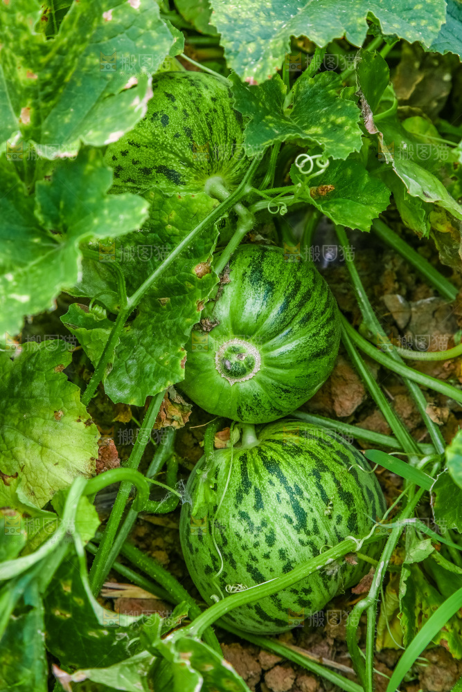 田地里种植的香瓜