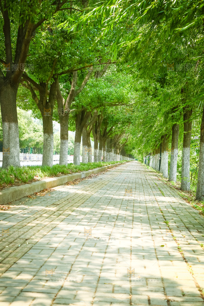 一条绿荫小路