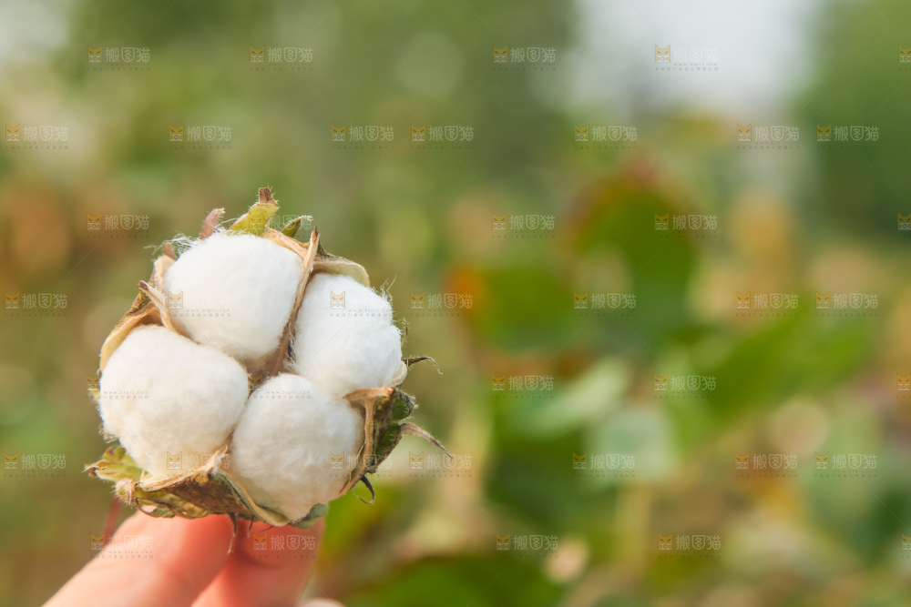 手里拿着棉花