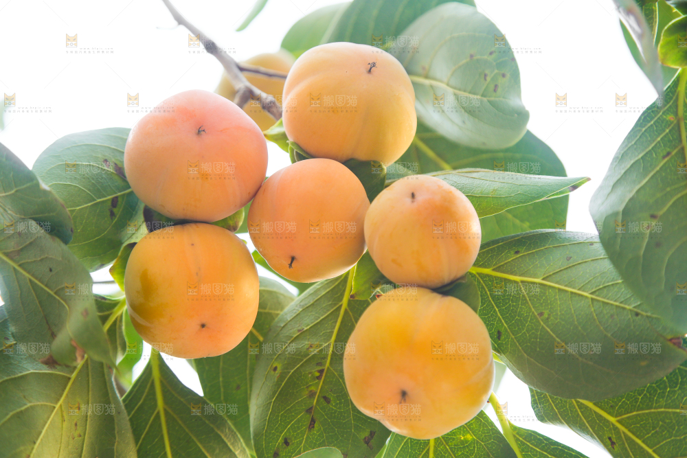 树上的柿子