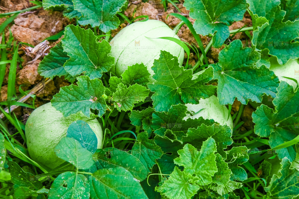 农田里种植的香瓜