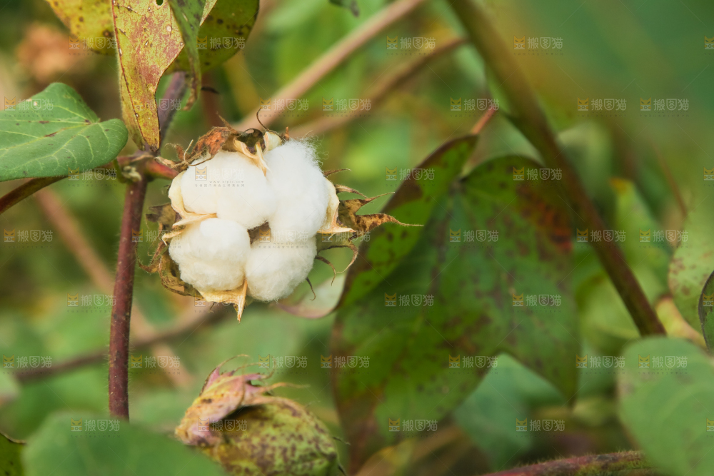 枝头上长着棉花