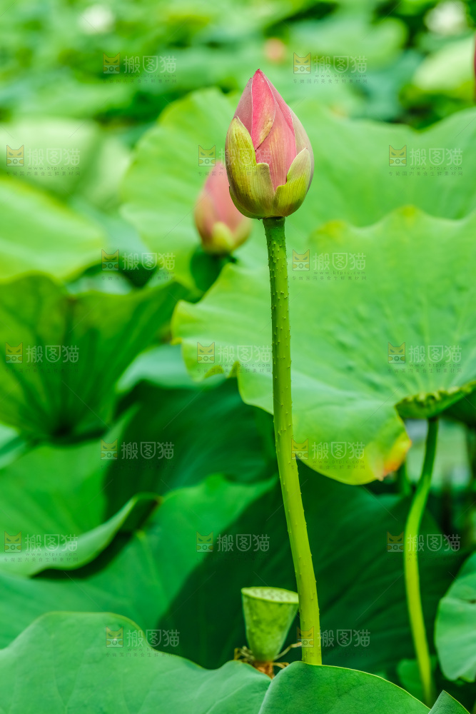 池塘里的荷花花苞