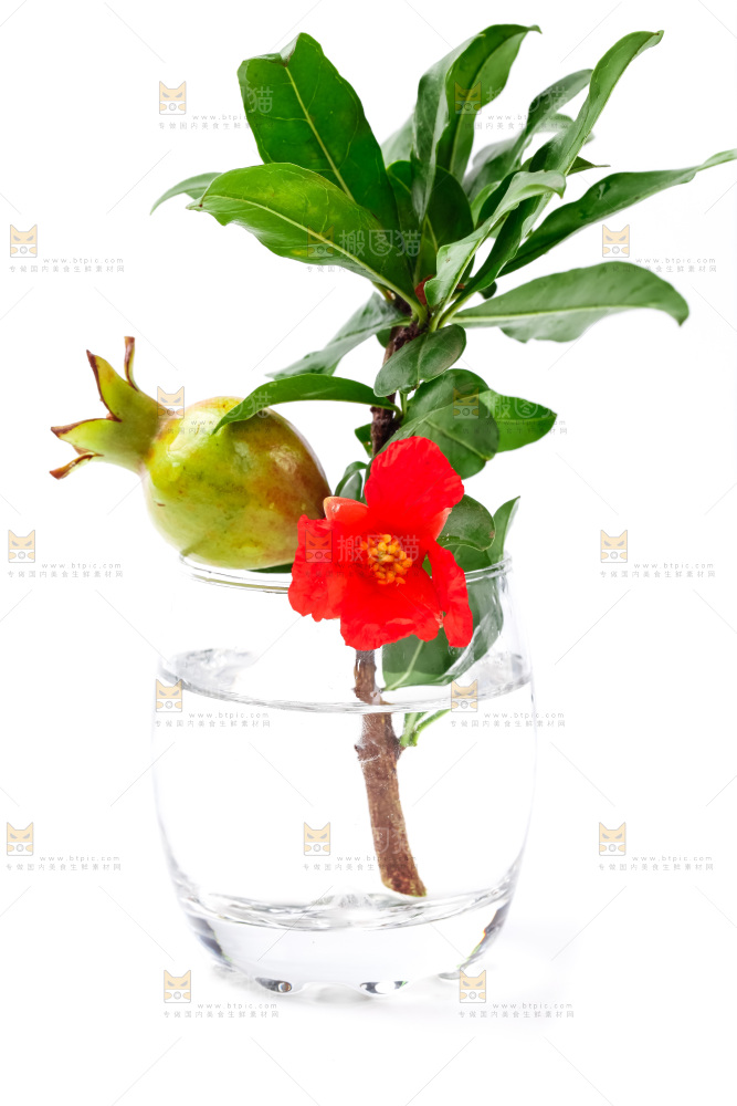 杯子里插着石榴花
