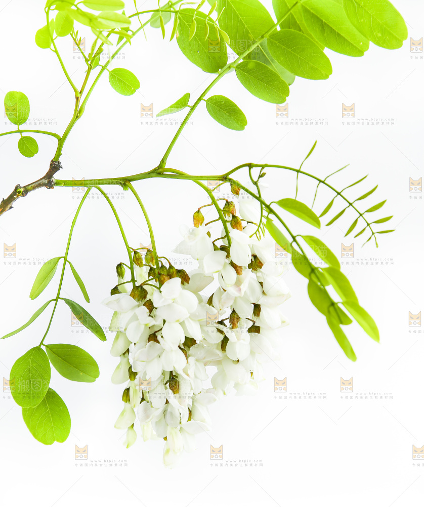 白底上的槐树花