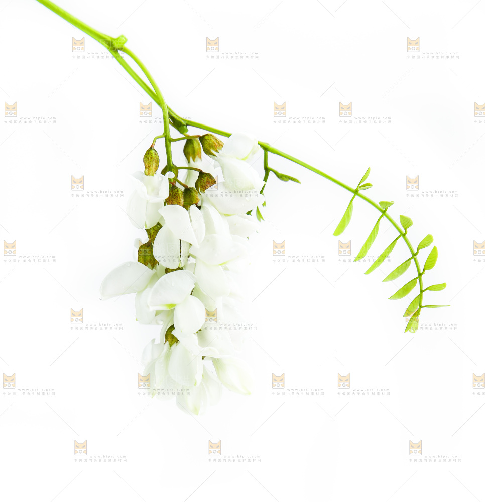 白底上的槐树花