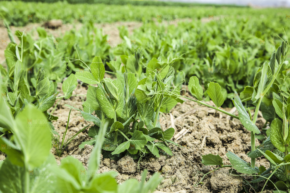 田里种着豌豆苗
