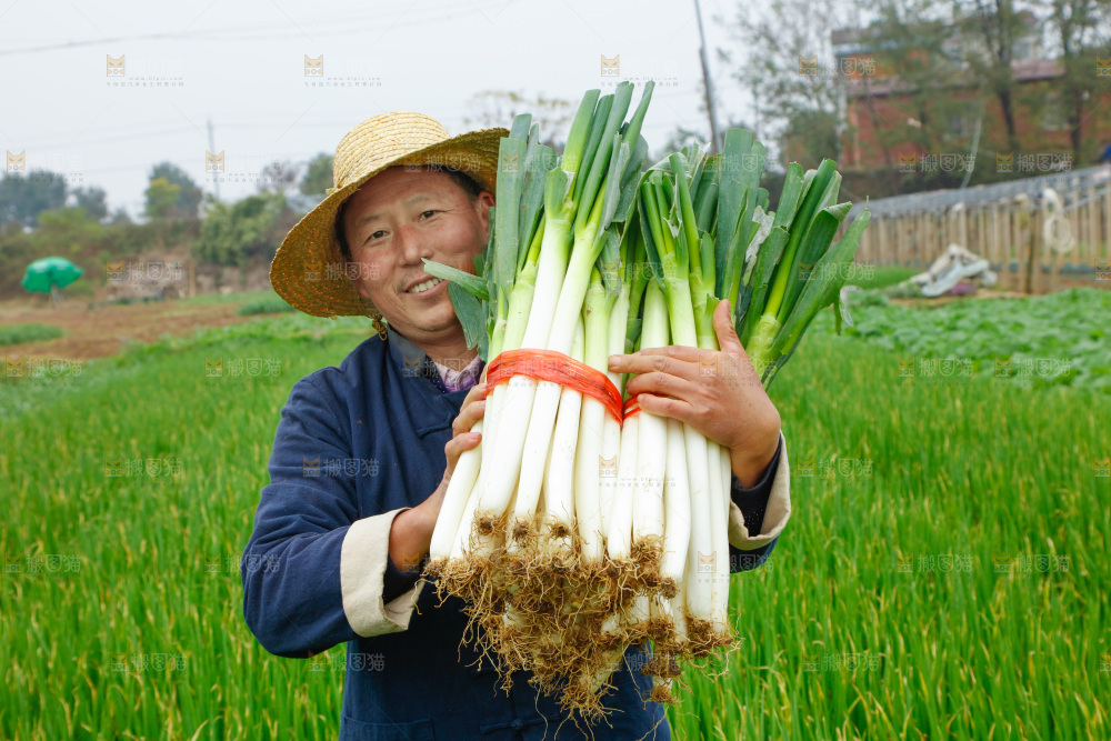 农民手里拿着大葱