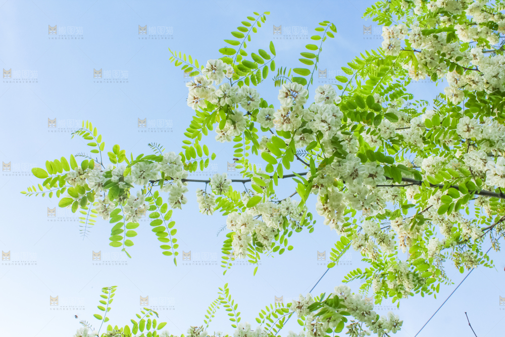 槐树槐花