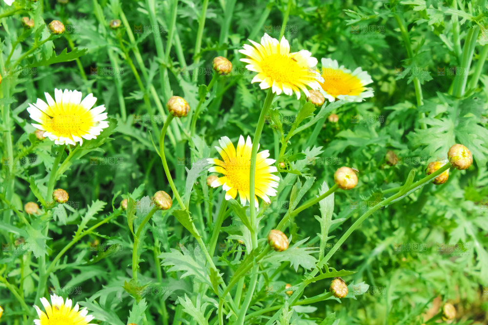 菜园里的茼蒿