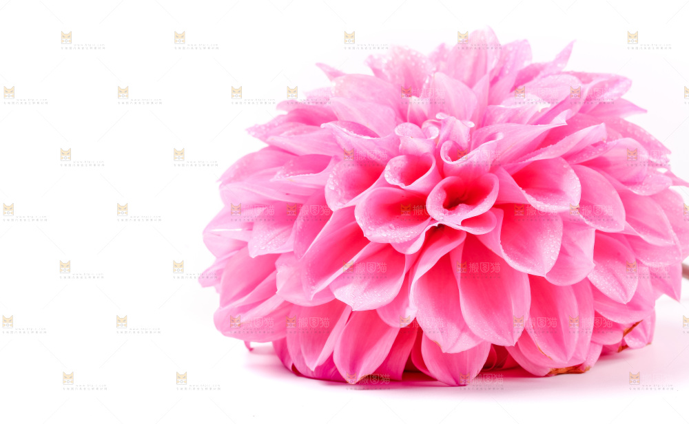 浅底上摆放着花朵