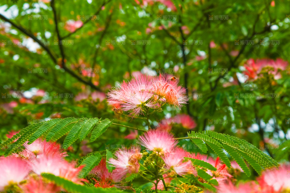 合欢树绿植