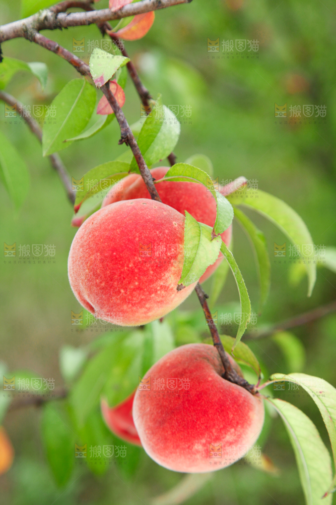 树上挂着桃子