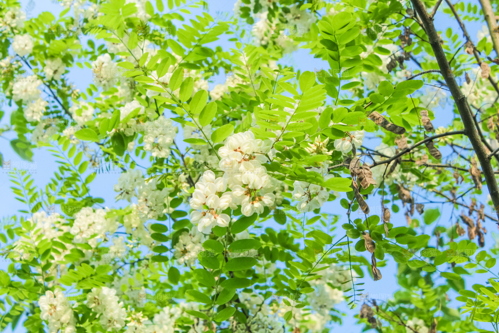 槐树槐花
