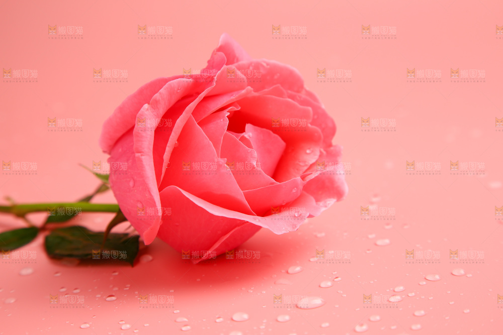 浅底上的玫瑰花