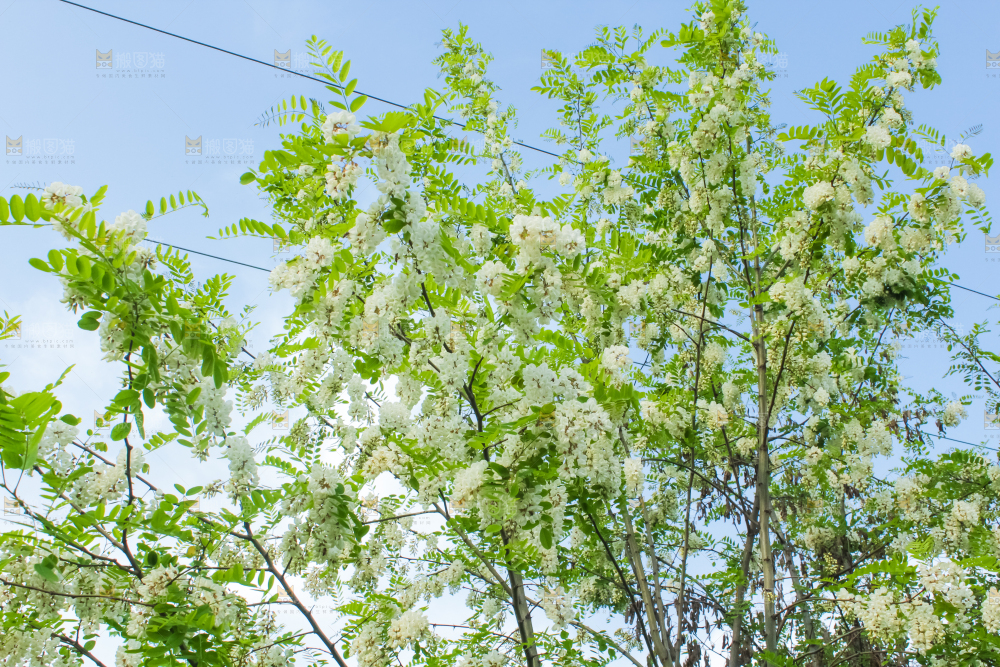 槐树槐花