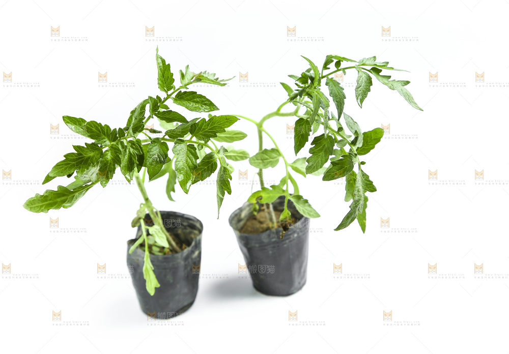 白底上放着番茄苗