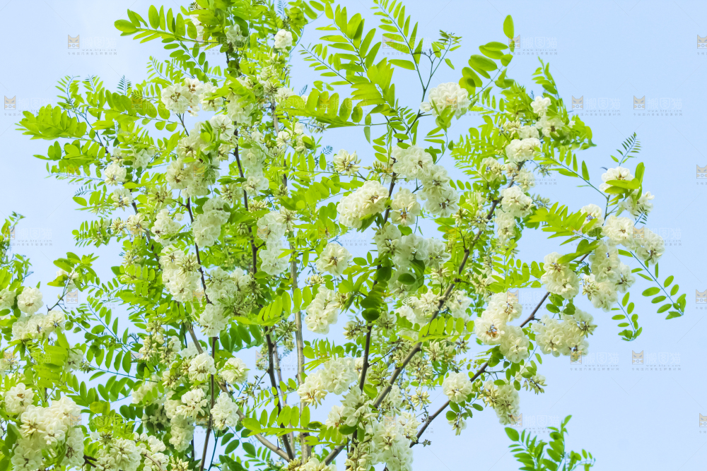 槐树槐花