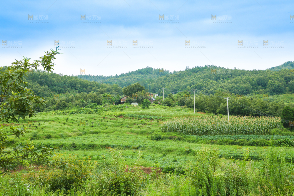 一片绿植