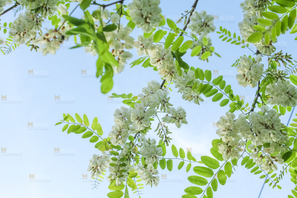 槐树槐花