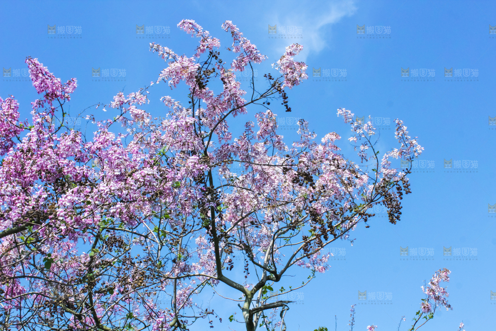 洋槐树上开着花
