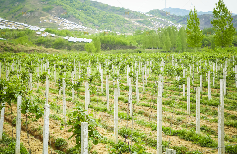 水果种植基地